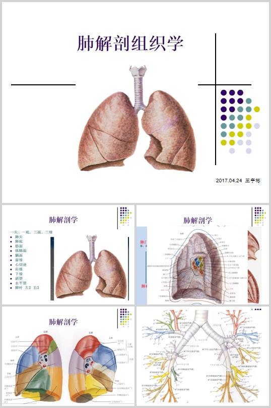 肺解剖学组织学培训课件(PPT 41页)